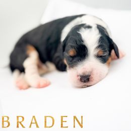 BRADEN - Tri-color male Bernedoodle puppy in Tipton, Indiana from Country Creek Doodles