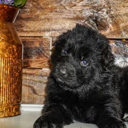 Green Collar - Black male German Shepherd puppy in Howell, Michigan from Sheyenne Buentello's German Shepherds