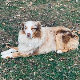 Roscoe - Australian Shepherd