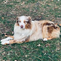 Roscoe - Australian Shepherd