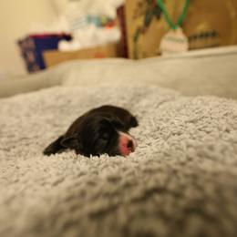 A - Black and white male Mal-Shi puppy in Sacramento, California from FurKids