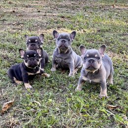 French Bulldog puppies from Watkins French Bulldogs