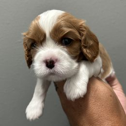 Cavalier King Charles Spaniel Puppies from Downton Cavaliers