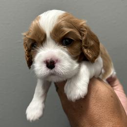 Cavalier King Charles Spaniel Puppies from Downton Cavaliers