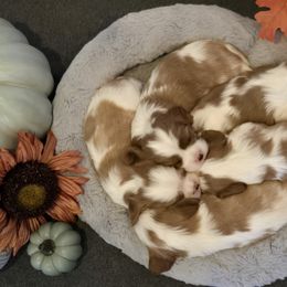 Cavalier King Charles Spaniels and Golden Retrievers from Nancy's Cavalier King Charles Spaniels & Golden Retrievers