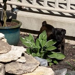 Mazzie - Pug