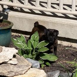 Mazzie - Pug