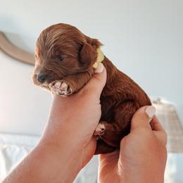 River - Yellow collar boy - Red  male Goldendoodle puppy in Ruthorfordton, North Carolina from Duncan Doodles Goldendoodles