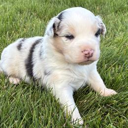 Cottonwood - Blue merle male Australian Shepherd puppy in Weston, Idaho from Cedarville Aussies