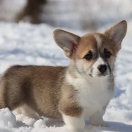 Yuri - Red male Pembroke Welsh Corgi puppy in Pollock, Missouri from Northstar