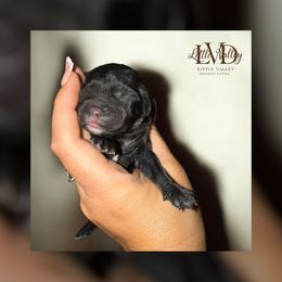 Echo - Black white and tan male Cockapoo puppy in 77304, Texas from Little Valley Puppies