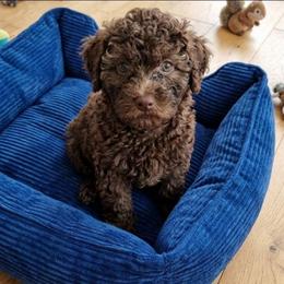 Bronco - Brown male Shihpoo puppy in Macon, Georgia from Shipoo Lane