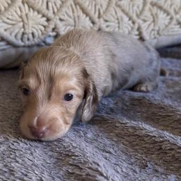 Boy 3 - Dapple male Dachshund puppy in Fieldbrook, California from Honeydox Miniature Dachshunds