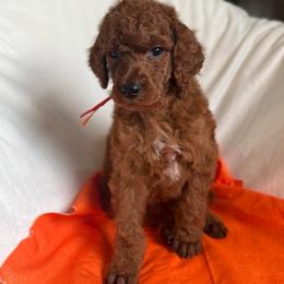 Danny - Red  male Poodle puppy in Mount Vernon, Illinois from AMC Poodles