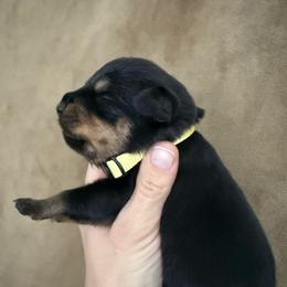 Freya - Black and tan female Rottweiler puppy in Newfoundland, Pennsylvania from Poconopaws