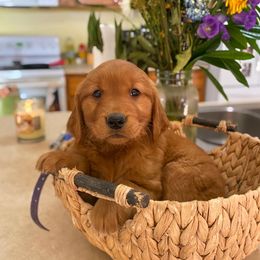 Golden Retriever Puppies from Red Prairie Retrievers