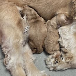Cavapoo and Cockapoo Puppies from Lake Michigan Couture Cavapoos & Cockapoos