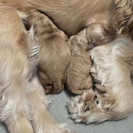 Cavapoo and Cockapoo Puppies from Lake Michigan Couture Cavapoos & Cockapoos