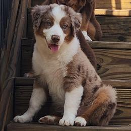 Jingle - Red merle male Miniature Australian Shepherd puppy in Philpot, Kentucky from Miller Hill Mini American Shepherds and Mini Australian Shepherds