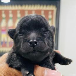 Sassie - Black female Pomeranian puppy in Tucson, Arizona from Kristy's Pomeranians