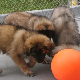 Shiloh Shepherd Puppies from Solace Shilohs