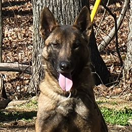 Lucky - Belgian Malinois