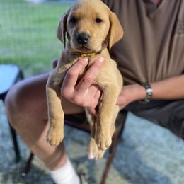Labrador Retriever Puppies from Fuller Paws of Texas