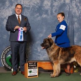 Leonberger All Grown Up from Front Range
