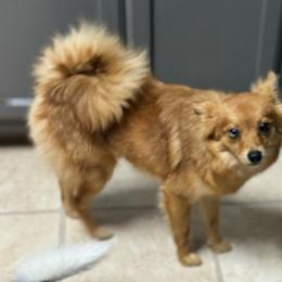 Lilly - Orange sable Pomeranian puppy in Syracuse, New York from Rios Pomimo Puppies