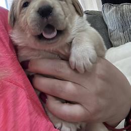 Labrador Retriever Puppies from Luvable AZ Labs