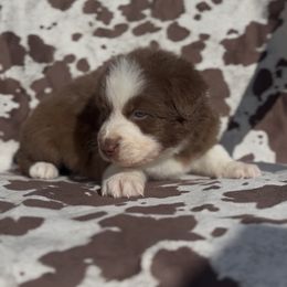 MK - Red & white male Australian Shepherd puppy in Windsor, New York from Double B Aussies