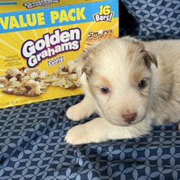 Gram - Red merle male Australian Shepherd puppy in Warsaw, Missouri from Siercks Ranch Aussies