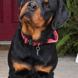 Karma - Rottweiler