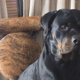 Dachshunds, French Bulldogs, and Rottweilers from Rott'N'Frenchies