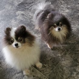 Pomeranians from House of Poms