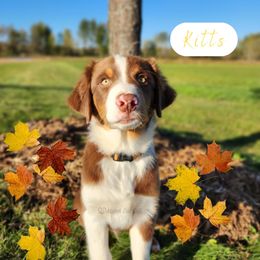 Kitts-Service Dog in Training - Red tri-color male Australian Shepherd puppy in Pittsville, Wisconsin from Match Dot Pup