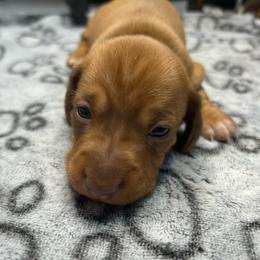 Frankie - Red female Dachshund puppy in Park Hills, Missouri from Ozark Miniature Dachshunds