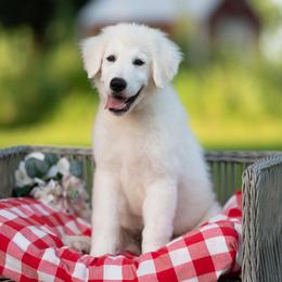 Rocco - White male Maremma Sheepdog puppy in Conway, Missouri from 2J 2K Border Collies | Maremma Sheepdogs