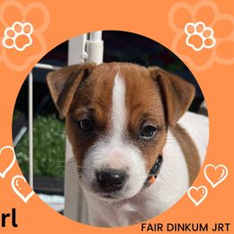 Orange collar - Tri-color Jack Russell Terrier puppy in Santa Clarita, California from Fair Dinkum Jack Russell Terriers