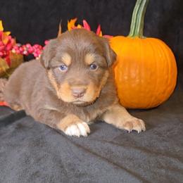 Red Tri Female - Red tri-color female Australian Shepherd puppy in Crossville, Alabama from Bluff View Aussies