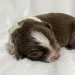 Honeybee - Red tri-color male Australian Shepherd puppy in Touchet, Washington from Northwest Rainbow Aussies and Golden Retrievers