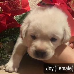 Labrador Retriever Puppies from Sunflower Hill AKC Labrador Retriever Puppies