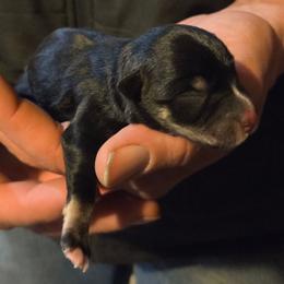 Skye - Black and silver female Miniature Schnauzer puppy in Elgin, Iowa from Firefly Stables