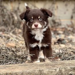 Miniature Australian Shepherd and Toy Australian Shepherd Puppies from Kickapoo Creek Toy & Mini Aussies