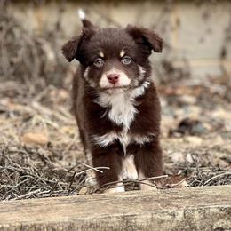 Miniature Australian Shepherd and Toy Australian Shepherd Puppies from Kickapoo Creek Toy & Mini Aussies