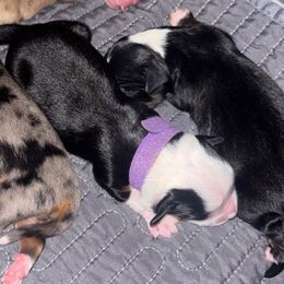 Autumn - Black tri female Toy Australian Shepherd puppy in Princeton, Louisiana from Legacy Hill Aussies