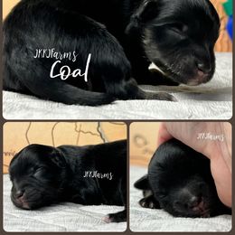 (1) Coal, BTM - Black tri male Miniature American Shepherd puppy in Huntington, Texas from JKKJ Farms