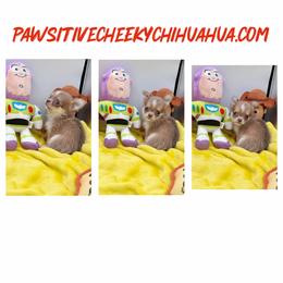 Kourtney - Chocolate blue female Chihuahua puppy in Williamsburg, Virginia from PAWSitive Cheeky Chihuahuas