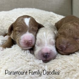 Bernedoodle and Goldendoodle Puppies from Paramount Family Doodles