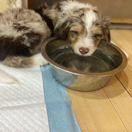 Aussiedoodle Puppies from Drew’s Aussies & Doodles